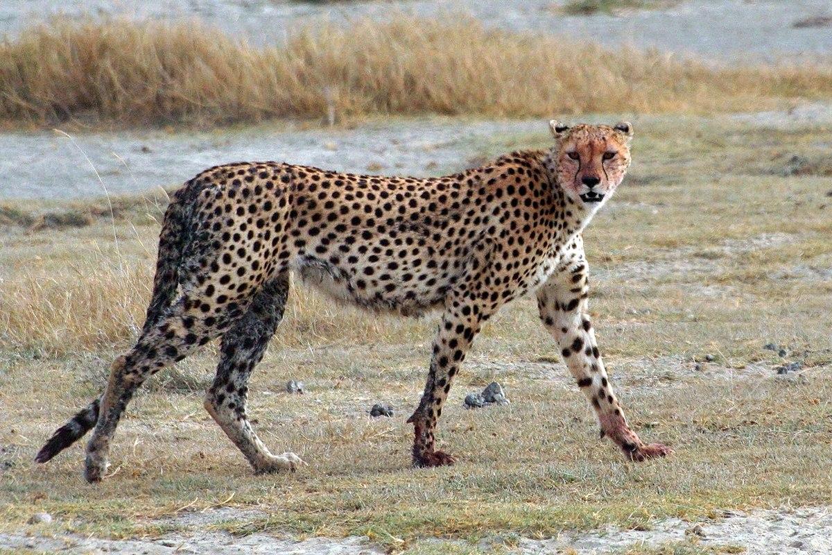 Gepard je najbrža kopnena životinja na svijetu - Avaz
