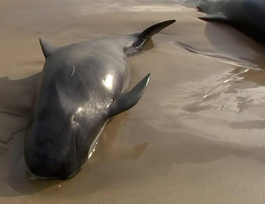 U Australiji uginulo skoro 200 kitova, spašena 32