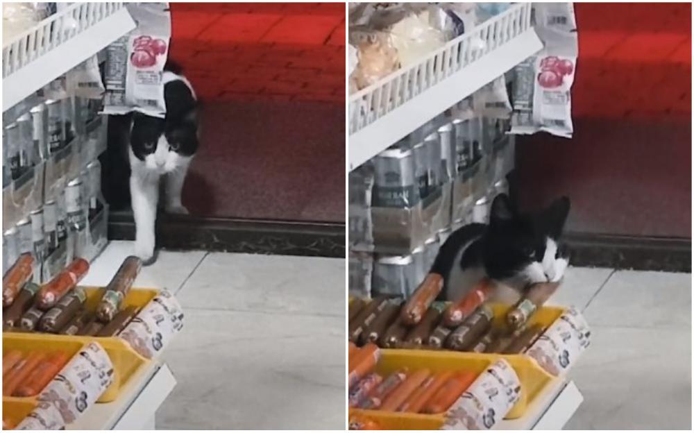 Mačak se ušunjao u trgovinu i ukrao kobasicu
