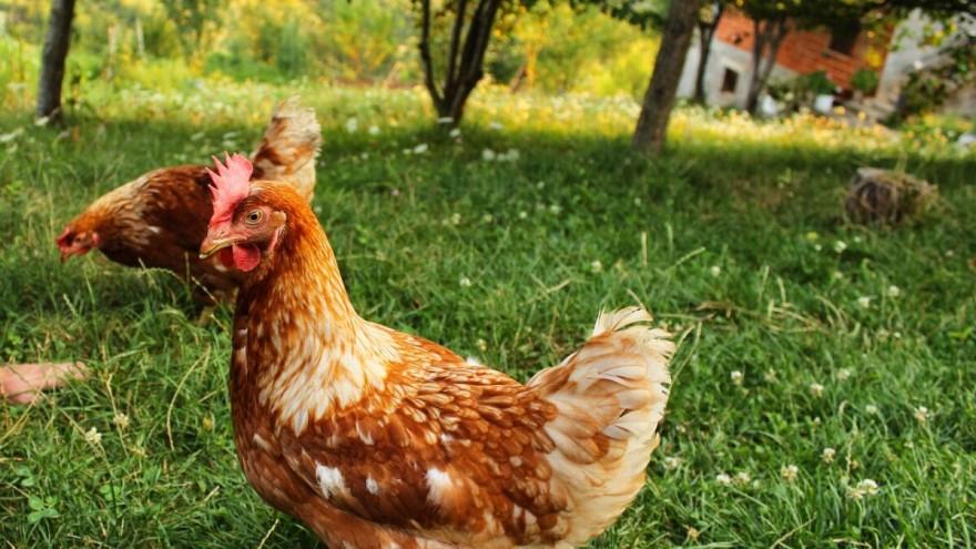 Nizozemska će usmrtiti oko 100.000 kokoši kako bi spriječili ptičju gripu