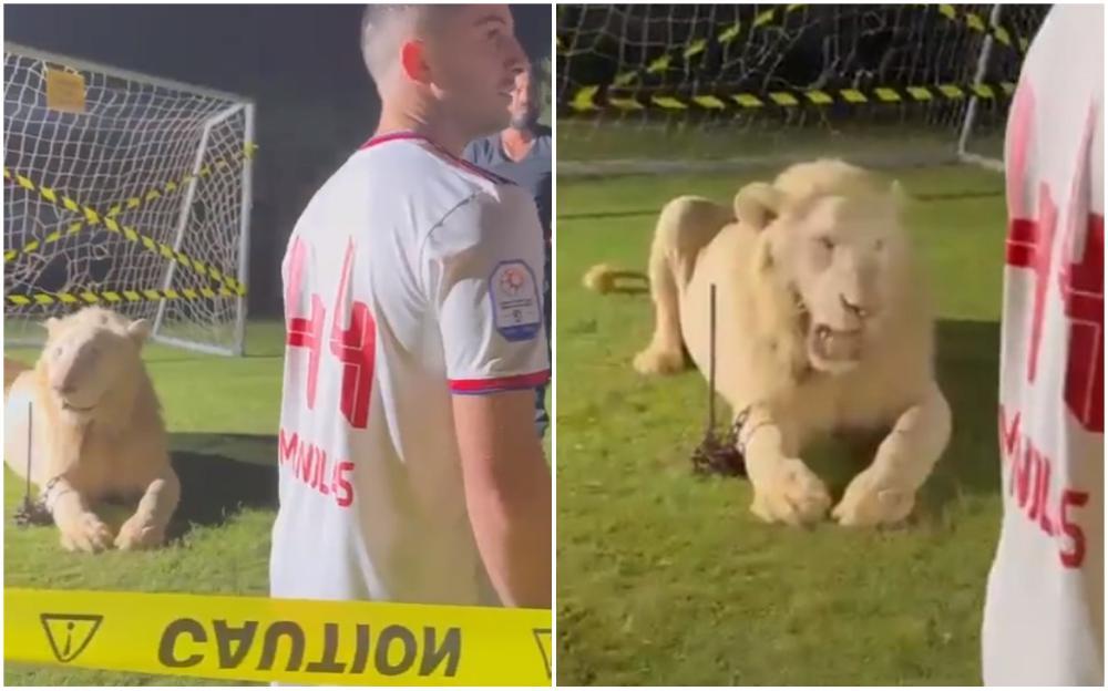 Grčkog fudbalera na predstavljanju dočekao lav