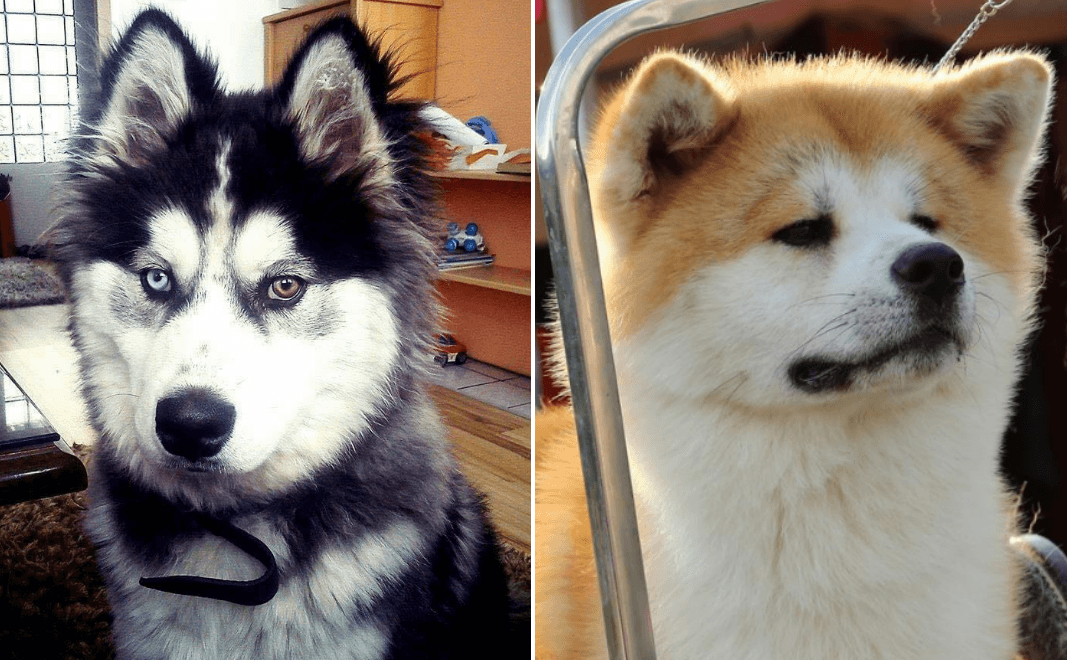 Koji pas je ljepši: Haski ili akita?