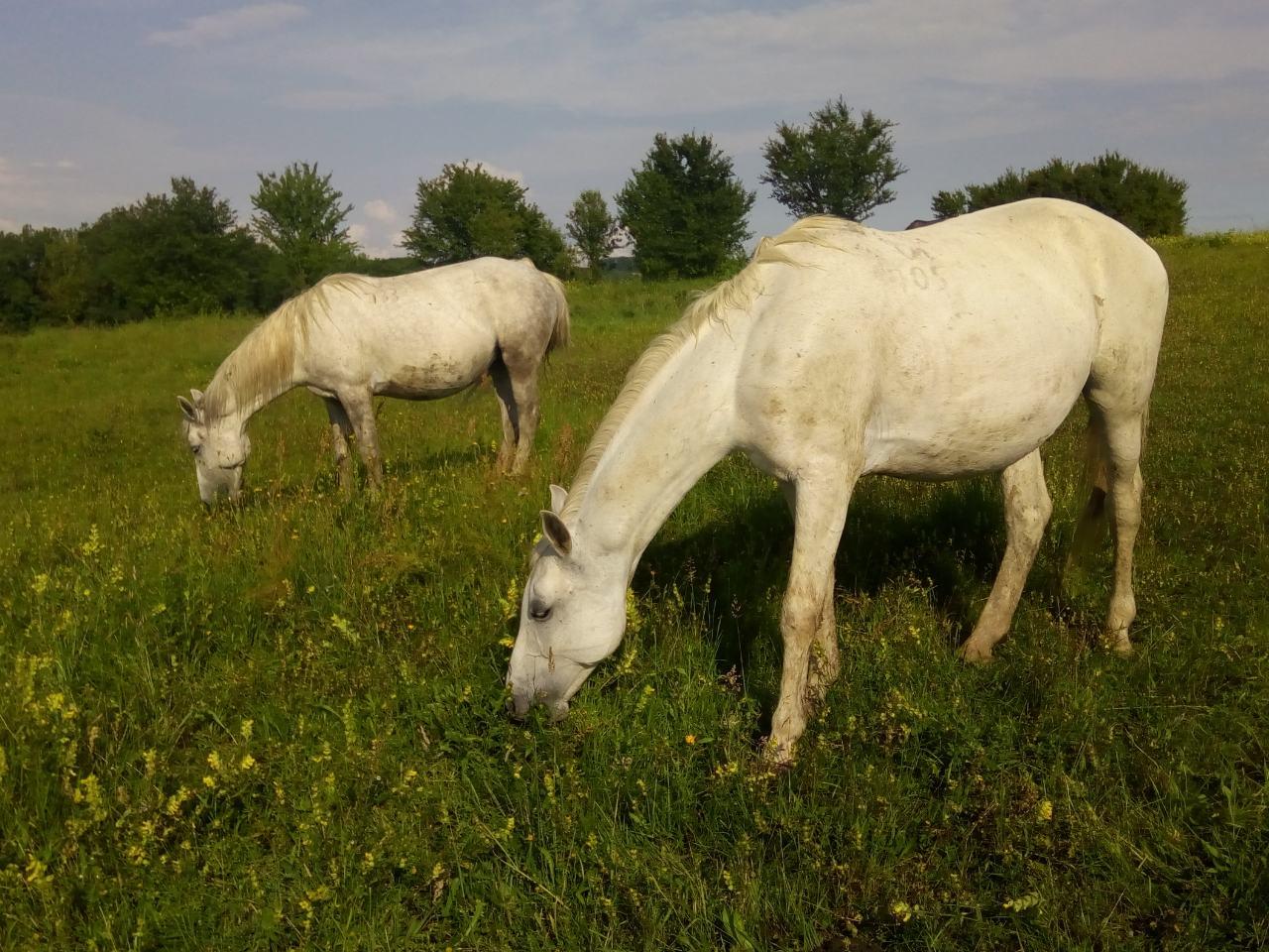 Na ergeli "Vučjak" uzgajaju se konji s UNESCO-ove liste: Lipicaneri vukli kočije bečkih kraljica