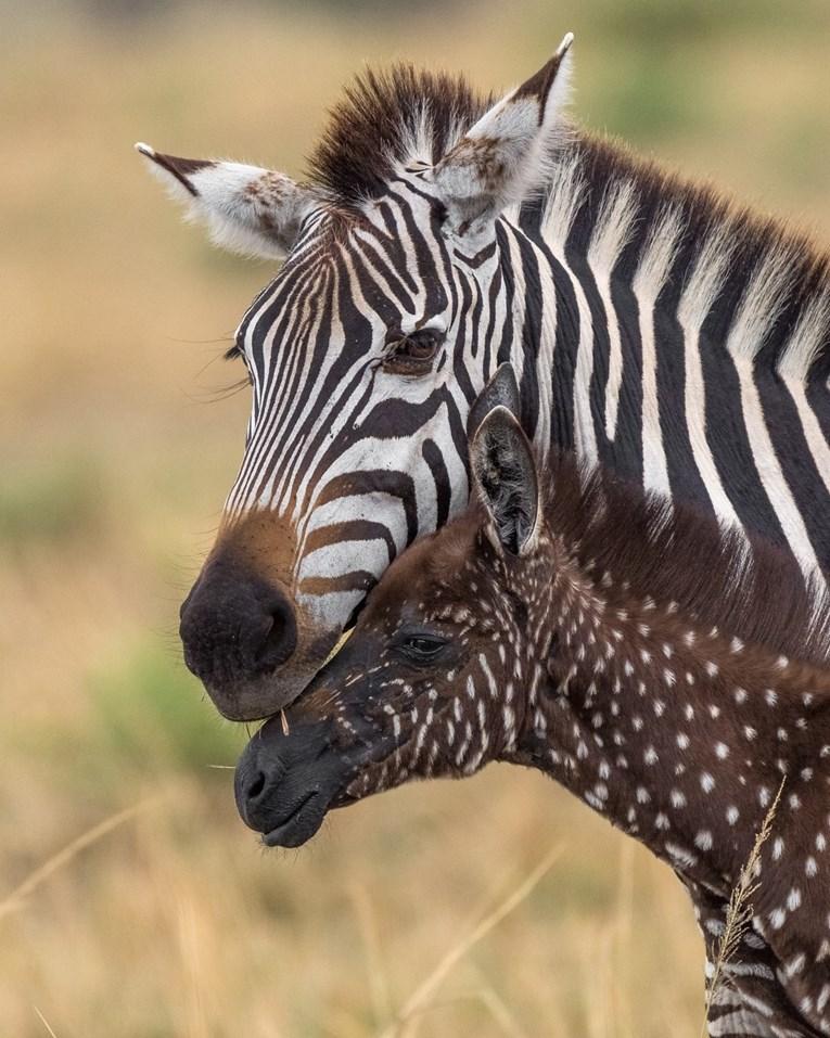 Preslatka zebra u Keniji privukla pažnju zbog neobičnog krzna