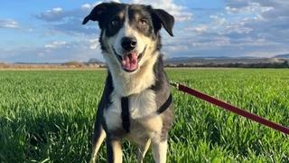 Francuz prije godinu izgubio psa u Grčkoj, sad ga pronašao u Srbiji
