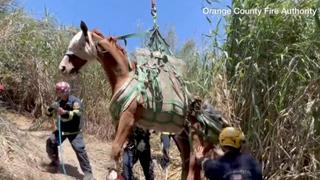 Vatrogasci u Kaliforniji helikopterom spasili povrijeđenog konja