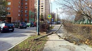 Vjetar donio mnogo problema: Počupana stabla u sarajevskom naselju Alipašino Polje