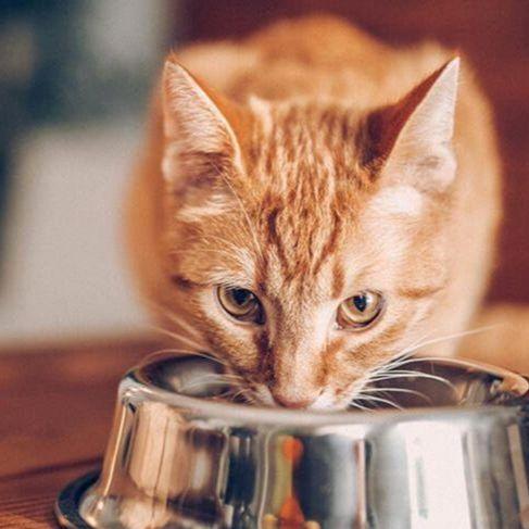 Koliko dugo kućna mačka može izdržati bez hrane