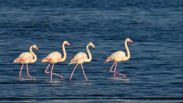 Jezero Van: Jata flamingosa - Avaz