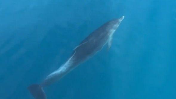 Delfini u Alanyi - Avaz