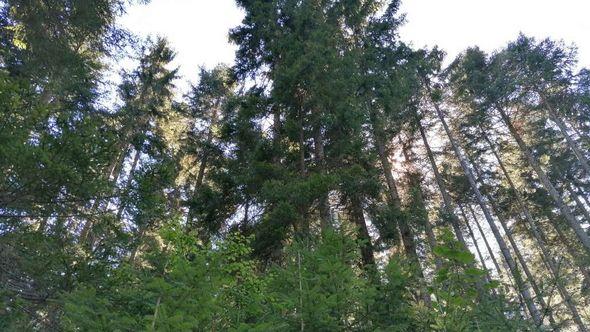 Usvojen zakon o šumama - Avaz