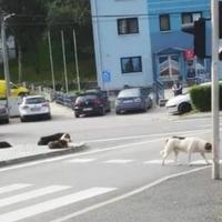 Psi lutalice napali dijete kod škole u Velikoj Kladuši, slučajna prolaznica spriječila tragediju