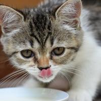 Smiju li mačke piti kravlje mlijeko: Evo šta kažu veterinari