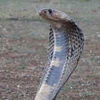Upoznajte svoje prijetnje: Ovo je pet najopasnijih zmija na svijetu