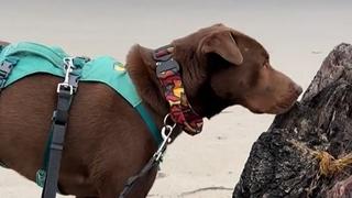 Udomljeni pas prvi put otišao na plažu, njegova reakcija topi srca