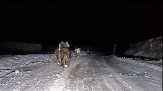 Divlji konji u noćnoj šetnji na dionici puta u okolini Livna
