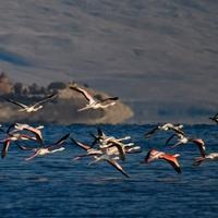 Uprkos dolasku zime, flamingosi i druge selice ne napuštaju jezero Van