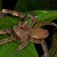 Vijagra od smrtonosnog otrova brazilskog pauka: Naučnici razvijaju neobičnu kremu