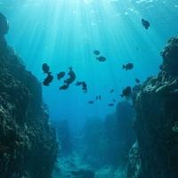 U dubokom okeanskom mraku živi veliki broj organizama
