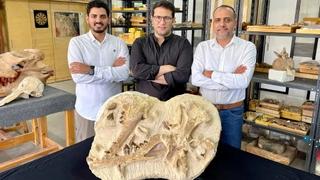 Arheološko otkriće u Egiptu: Pronađen fosil manjeg kita star 41 milion godina