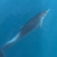 Video / Prelijepi prizori: Delfini iznenadili turiste u Alanyi