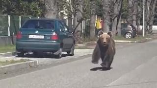 Strašni snimci iz Slovačke: Medvjed trčao ulicama grada, među povrijeđenim i djevojčica