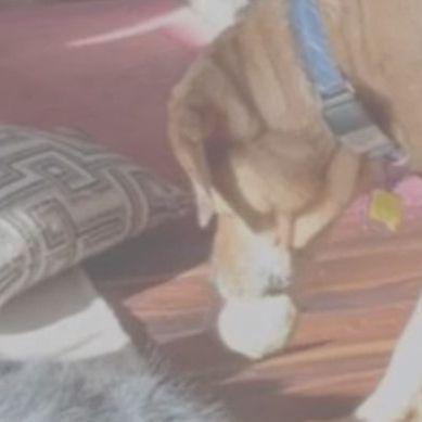 Pas htio uzeti igračku koju mu je otela maca, rasplet je urnebesan