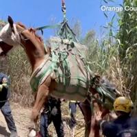 Vatrogasci u Kaliforniji helikopterom spasili povrijeđenog konja