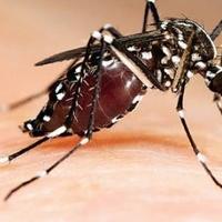 Šire se bolesti koje prenose komarci: Malarija i denga groznica posebno prijete u Evropi