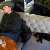Neodoljiv prizor: Maca zaspala na kauču sarajevskog kafića