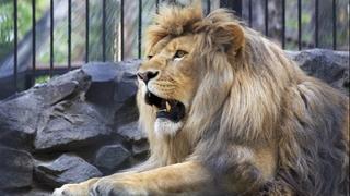 Lav ubio čuvara zoološkog vrta u Nigeriji