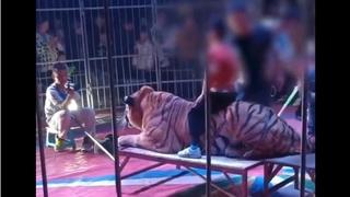 Nakon ovog snimka zatvoren je popularni cirkus u Kini: Djeca jašu tigra, a roditelji plaćaju