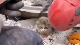 Pogledajte izvlačenje mačića ispod ruševina u Turskoj
