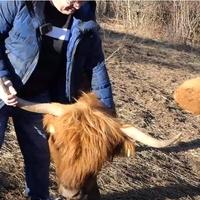 Jedinstveno u BiH: Ima farmu škotskih goveda kod Jajca, jednog bika zove Džejms Bond