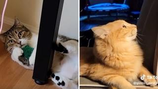 Vlasnica podijelila video sa svojim neobičnim mačkama: Jedna je bez repa