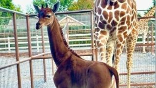 Rođena prva jednobojna žirafa na svijetu