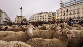 Šta se dešava: Ovce na ulicama Madrida