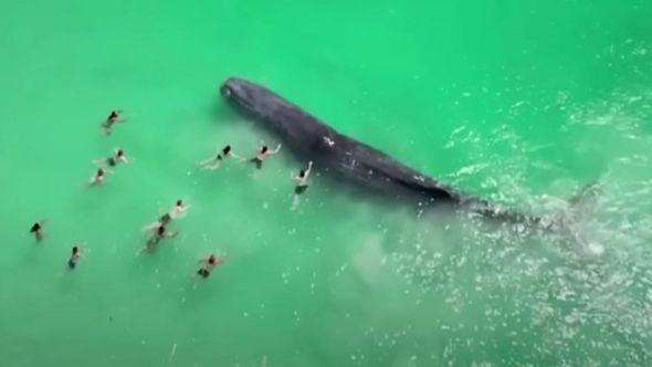 Kod plaže u Australiji snimljen kit okružen ljudima - Avaz