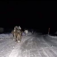 Divlji konji u noćnoj šetnji na dionici puta u okolini Livna
