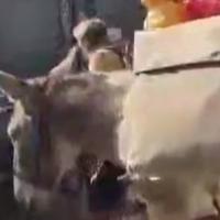 Video / Turisti s magarcima prošetali Sarajevom