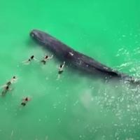 Kod plaže u Australiji snimljen kit okružen ljudima: Poslije se nasukao i uginuo