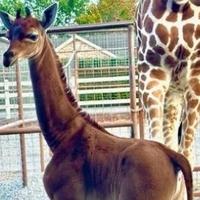 Rođena prva jednobojna žirafa na svijetu