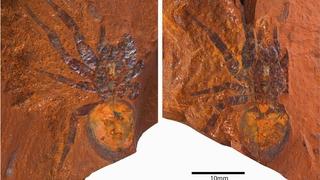 Stvorenja zarobljena u vječnosti: Otkriveni fosili dvije nepoznate vrste pauka u Australiji