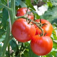 Idealna hrana za paradajz: Uduplat će plodove i bit će otporan na bolesti