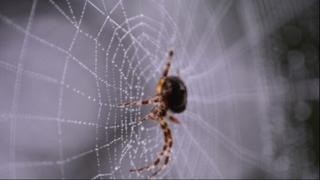 Novi otrovni pauk dobio ime po poznatom glumcu, a ovo je razlog