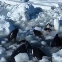 Kitovi ubice pobjegli iz ledenog kaveza!