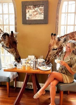 U ovom hotelu možete doručkovati sa žirafama