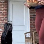 Kako je pas Issa položio izazov "ostavi": Odolio pečenom piletu