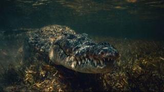 Jato ajkula napalo velikog krokodila: Ovakav obračun nikad prije nije snimljen