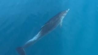 Video / Prelijepi prizori: Delfini iznenadili turiste u Alanyi